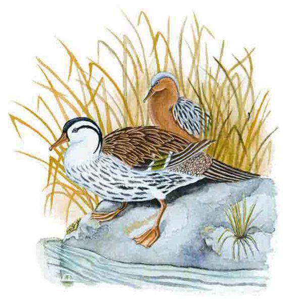 Archivo:Merganetta armata imagen 01.jpg