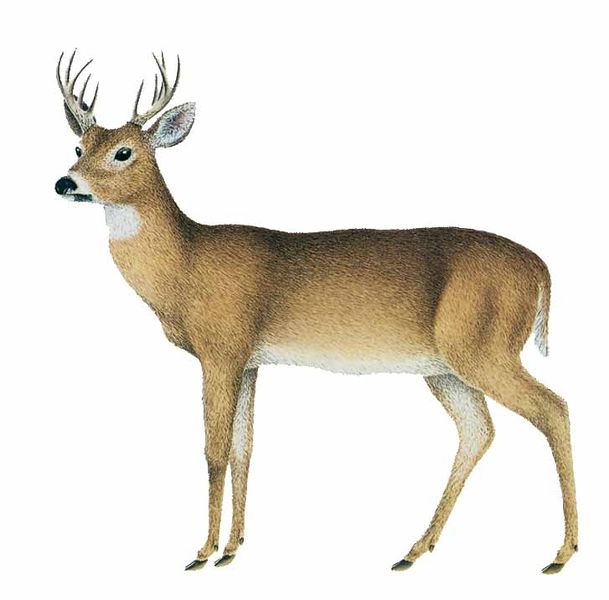 Archivo:Odocoileus lasiotis imagen 01.jpg