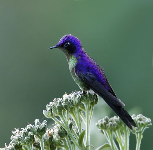 Archivo:Ramphomicron microrhynchum imagen 01.jpg