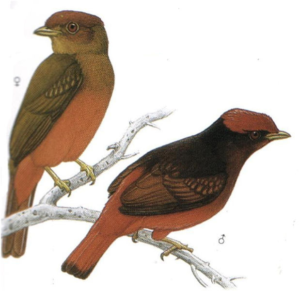 Archivo:Phoenicircus carnifex imagen 01.jpg