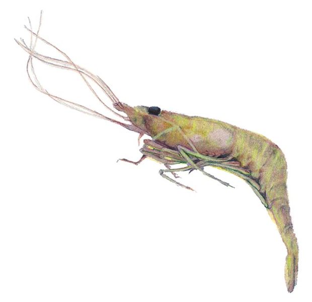 Archivo:Macrobrachium pumilum imagen 01.jpg