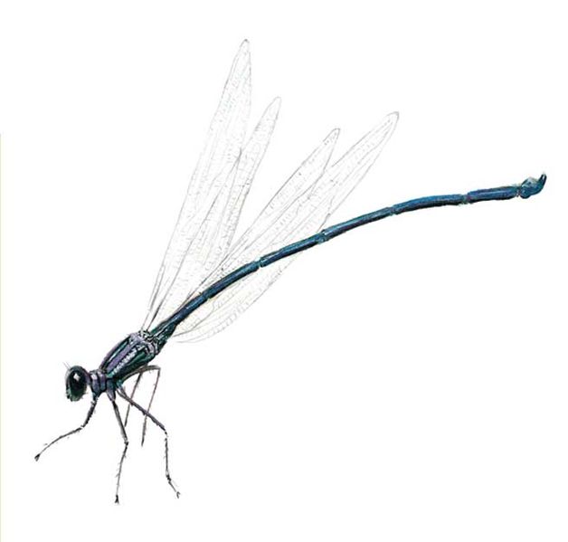 Archivo:Philogenia ferox imagen 01.jpg