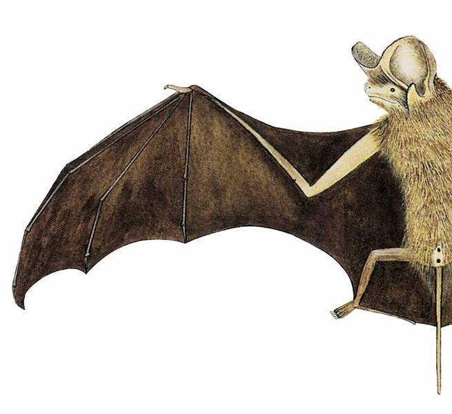 Archivo:Nyctinomops aurispinosus imagen 01.jpg