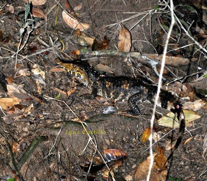 Archivo:Paleosuchus trigonatus foto 02.jpg