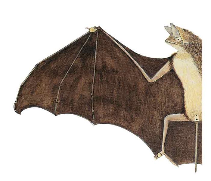 Archivo:Thyroptera lavali imagen 01.jpg