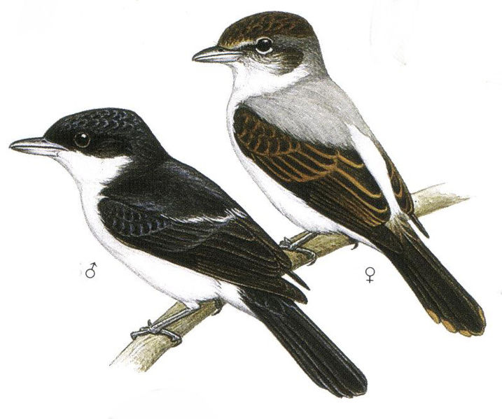 Archivo:Pachyramphus surinamus imagen 01.jpg