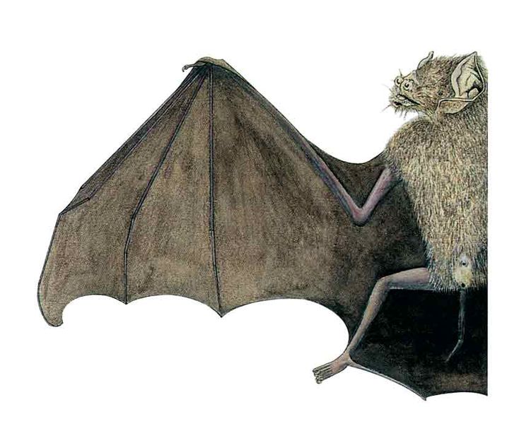 Archivo:Pteronotus paraguanensis imagen 01.jpg