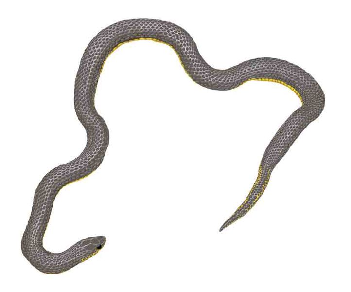 Archivo:Atractus matthewi imagen 01.jpg