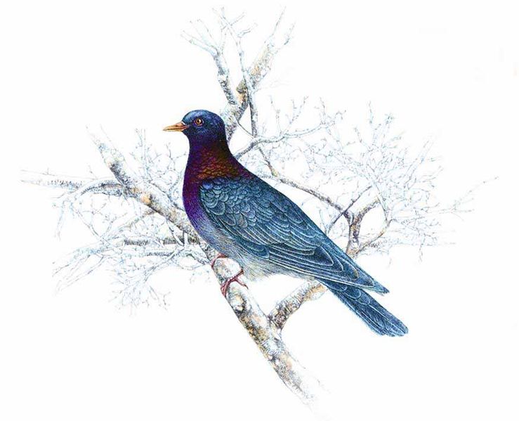 Archivo:Patagioenas squamosa imagen 01.jpg