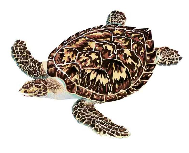 Archivo:Eretmochelys imbricata imagen 01.jpg