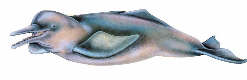Archivo:Inia geoffrensis imagen 01.jpg