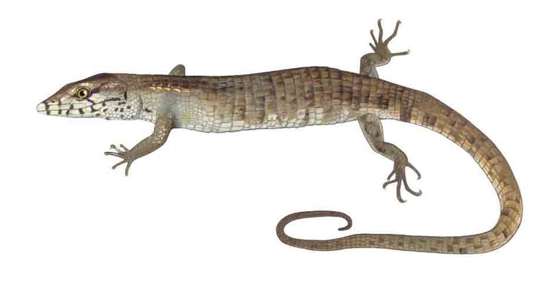 Archivo:Anadia blakei imagen 01.jpg