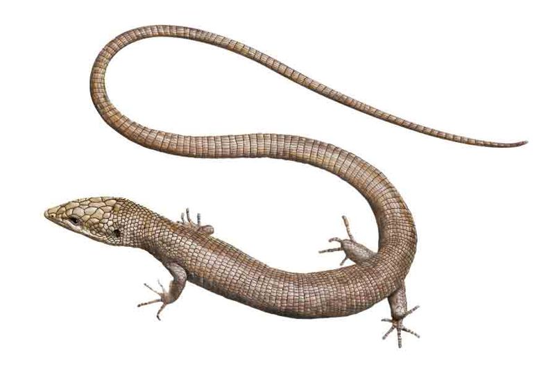 Archivo:Anadia pariaensis imagen 01.jpg