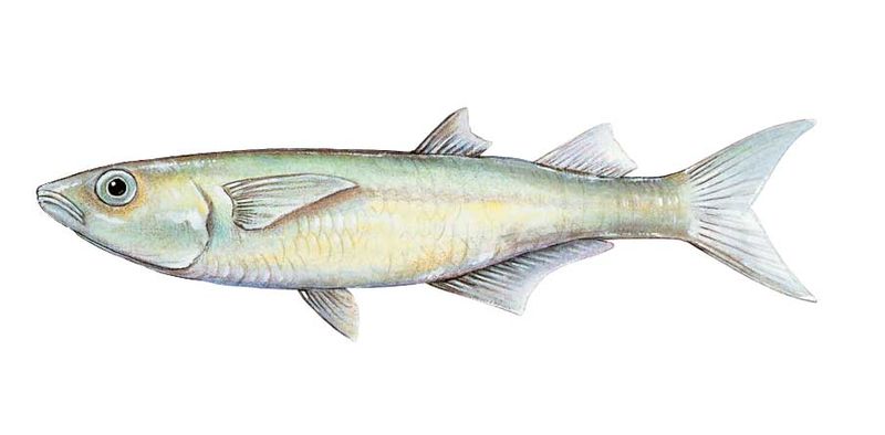 Archivo:Atherinella venezuelae imagen 01.jpg