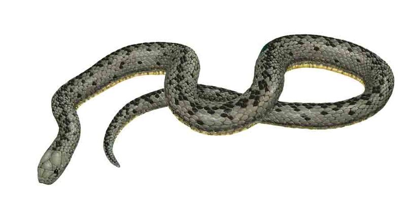 Archivo:Atractus turikensis imagen 01.jpg