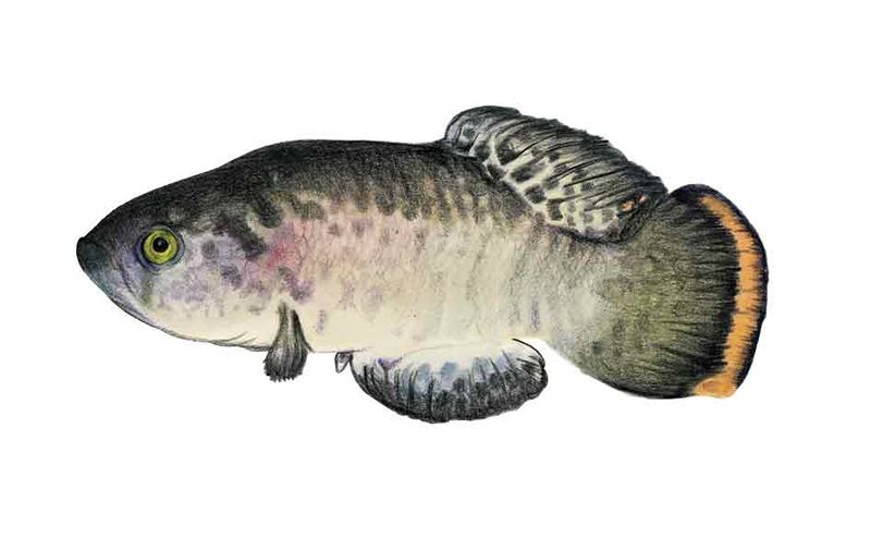 Archivo:Austrofundulus guajira imagen 01.jpg