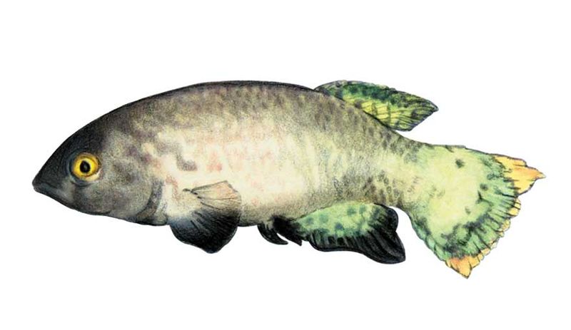 Archivo:Austrofundulus leohoignei imagen 01.jpg