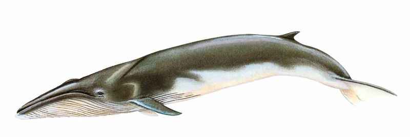 Archivo:Balaenoptera physalus imagen 01.jpg
