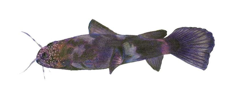 Archivo:Batrochoglanis mathisoni imagen 01.jpg