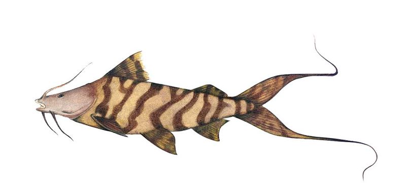 Archivo:Brachyplatystoma juruense imagen 01.jpg