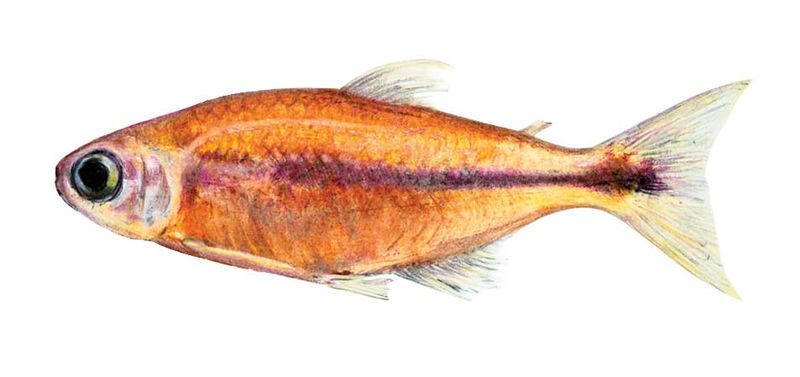 Archivo:Bryconamericus charalae imagen 01.jpg