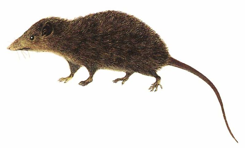 Archivo:Caenolestes fuliginosus imagen 01.jpg