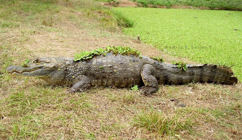 Archivo:Caiman crocodilus foto 01.jpg