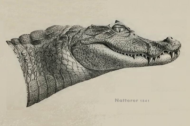 Archivo:Caiman crocodilus Natterer 01.jpg