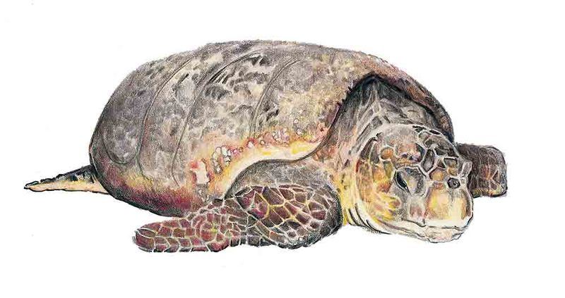 Archivo:Caretta caretta imagen 01.jpg