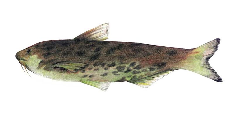 Archivo:Cetopsis motatanensis imagen 01.jpg