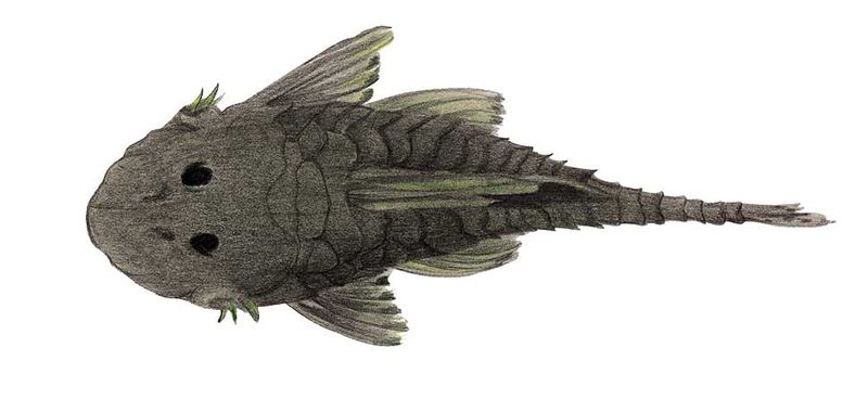 Archivo:Chaetostoma pearsei imagen 01.jpg