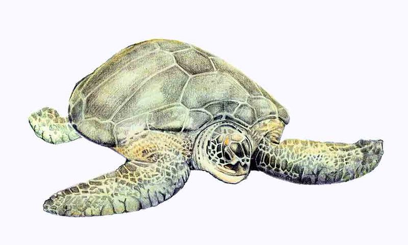 Archivo:Chelonia mydas imagen 01.jpg