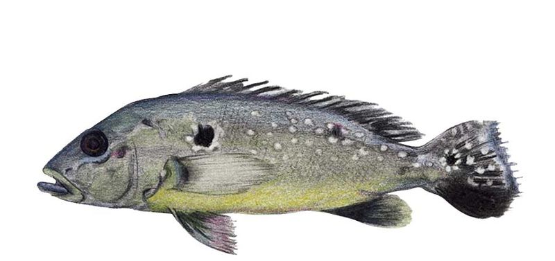 Archivo:Cichla ocellaris imagen 01.jpg