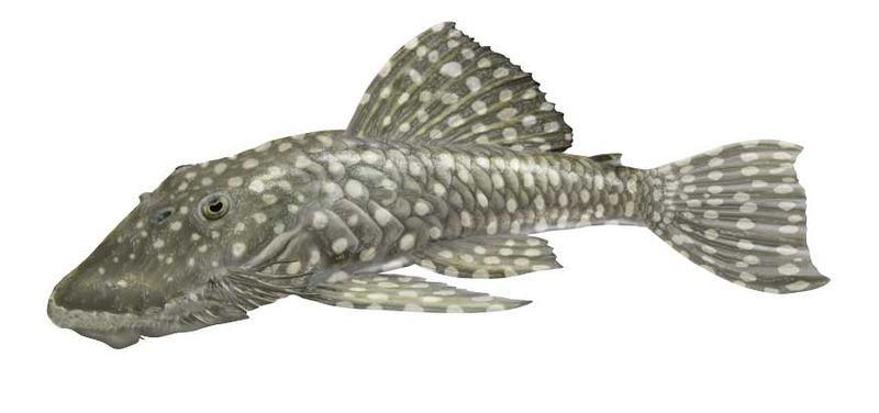 Archivo:Cordylancistrus nephelion imagen 01.jpg