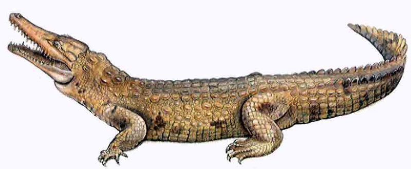 Archivo:Crocodylus intermedius imagen 01.jpg