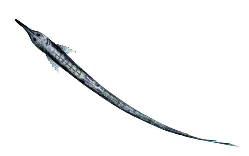 Archivo:Farlowella martini imagen 01.jpg