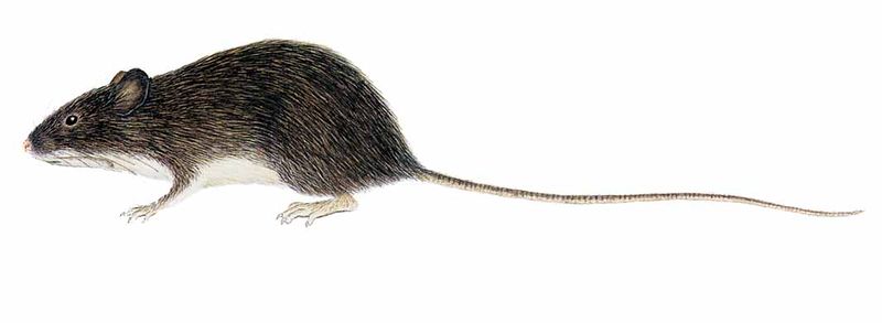 Archivo:Heteromys oasicus imagen 01.jpg