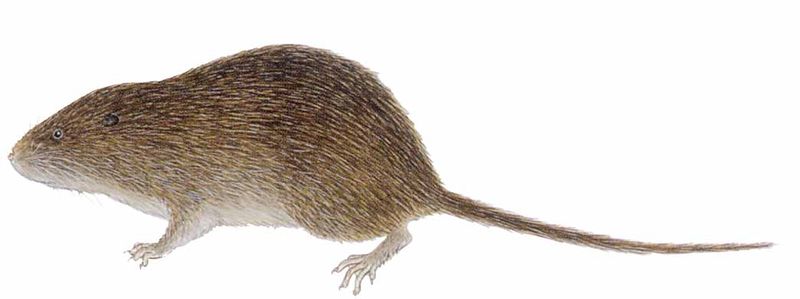 Archivo:Ichthyomys pittieri imagen 01.jpg