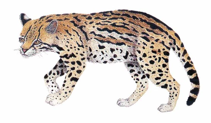 Archivo:Leopardus pardalis imagen 01.jpg