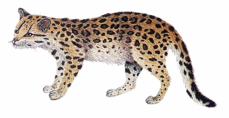 Archivo:Leopardus tigrinus imagen 01.jpg