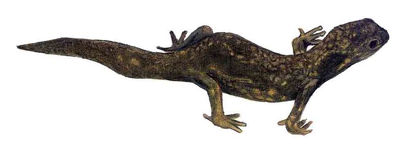 Archivo:Lepidoblepharis montecanoensis imagen 01.jpg