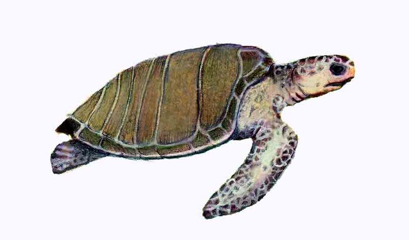 Archivo:Lepidochelys olivacea imagen 01.jpg