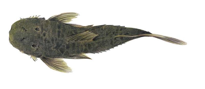 Archivo:Lithogenes valencia imagen 01.jpg