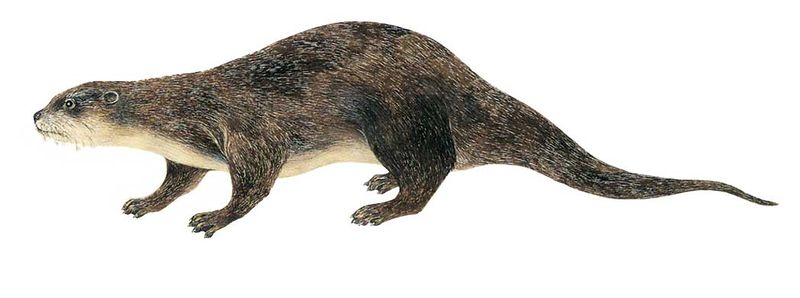 Archivo:Lontra longicaudis imagen 01.jpg