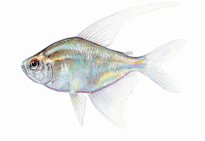 Archivo:Moenkhausia pittieri imagen 01.jpg