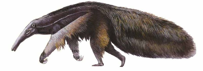 Archivo:Myrmecophaga tridactyla imagen 01.jpg