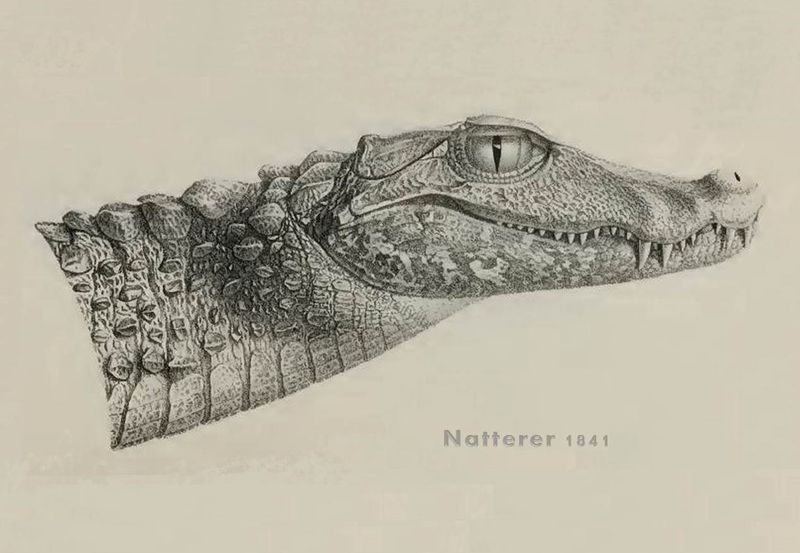 Archivo:Paleosuchus palpebrosus Natterer 01.jpg
