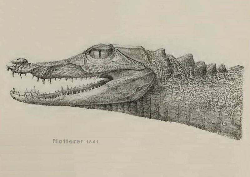 Archivo:Paleosuchus trigonatus Natterer 01.jpg