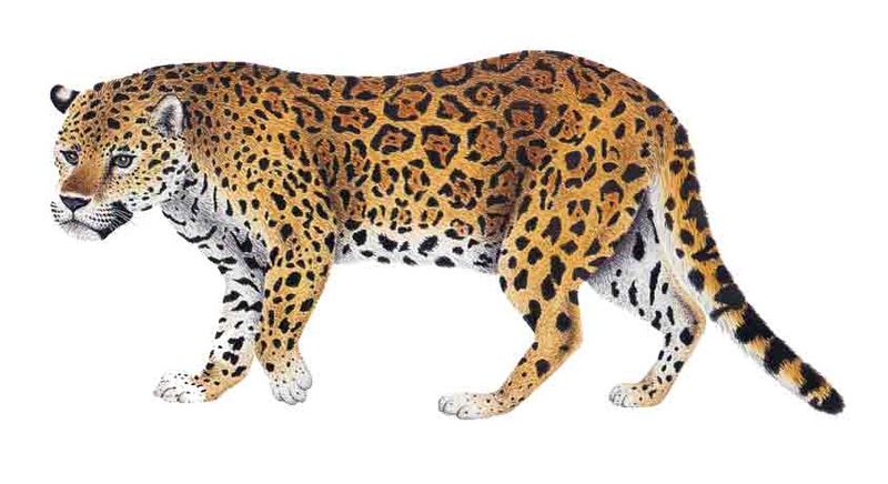 Archivo:Panthera onca imagen 01.jpg