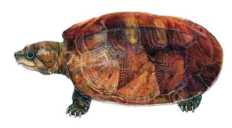 Archivo:Peltocephalus dumerilianus imagen 01.jpg